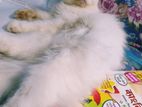 Pregnant long hair Traditional persian female cat
