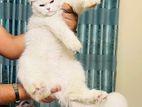 Pregnant Persian Cat (6 weeks)
