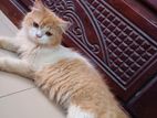 Pregnant Persian Cat