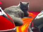 Pregnant Persian Cat For Sell