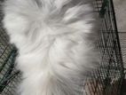 Pregnant Persian cat urgent sale