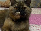 Pregnant Semi Punch Persian Cat