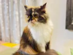 Pregnant triple long coat pure persian cat