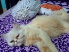 Pregnent Female Cat