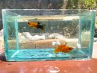Premium Colorful Molly Fish Sell – Healthy & Home Breeding 🐠”