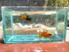 Premium Colorful Molly Fish Sell – Healthy & Home Breeding 🐠”