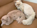 Premium Persian Cat for Sale