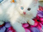 Premium Quality Persian Long Hair Kittens for Sale