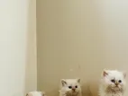 Premium Triple coat Persian Litter trained and self eat