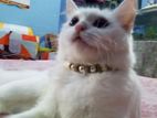 Cat For Sale