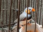 Finch bird for sell