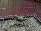 bird for sale