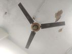 Prodip 56 inch Celling Fan