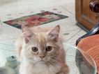 Prrsian Cat