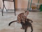 Pershian and Bengal mix cat beby