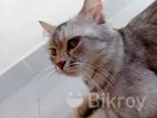 Prusian Mix Belgium Cat