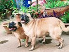 Pug Dog