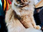 Punch face female Persian cat