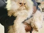 Punch face imported bloodline Male persian cat