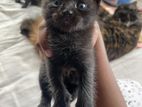 punch face mix breed cat ( male)