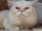 Punch face Persian cat