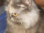 punch face Persian female cat for sale