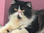 Punch face Persian male for matting