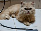 Punch Face Persian Male