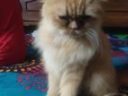Punch Faice Female Cat