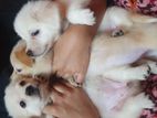 Puppies for sale