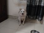 Pur German spitz adult male