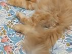 Pur persian cat tripol cot