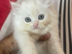 Pure 3 Coat Persian Cat Kitten