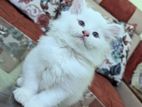 pure 3coat persian kitten