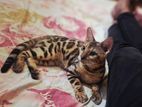 Pure Bengal Cat