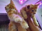 Pure Blood Line Mainecoon Male