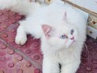 Pure breed blue eyed male Persian