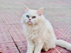 Pure breed blue eyed male Persian