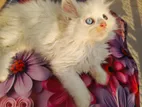 Pure Breed Cute Kitten | Sell in