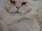 Pure Breed Doll Face Persian Cat