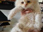 Pure breed doll faced Persian kitten