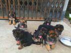 PURE BREED GERMAN SHEPHERD PUPPY SALE