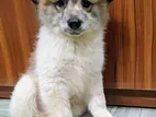 Pure Breed German Spitz