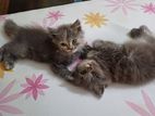 Pure breed Persian female kitten