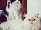 Pure Breed Persian