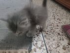Pure Brid Persian kittens for sell