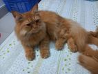 pure brood partian for sell