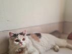 Pure calico persian cat adult