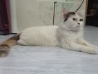 Pure Calico tri-colour Coat Persian