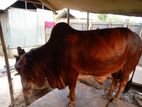 Pure Dashi Red Cow